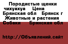 Породистые щенки чихуахуа  › Цена ­ 8 000 - Брянская обл., Брянск г. Животные и растения » Собаки   . Брянская обл.